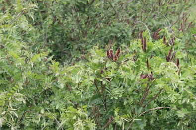 Amorpha fruticosa - false indigo-bush: invasive plant species in Posavina / invazivna biljna vrsta Posavine